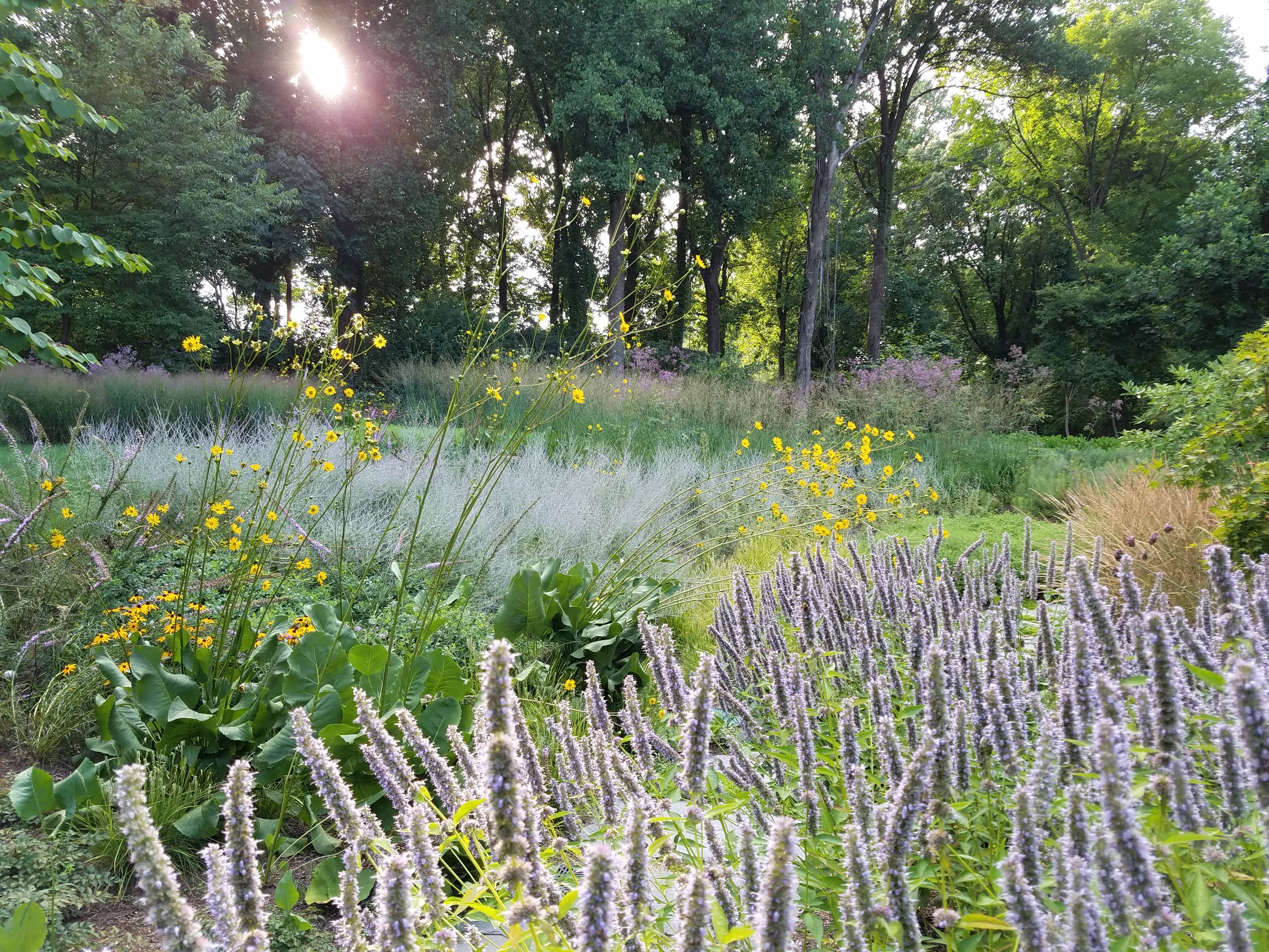 Native Gardens Outgrow Their 'Messy' Reputation
