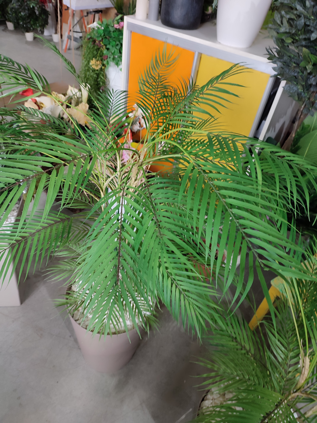 Растения для офисного пространства