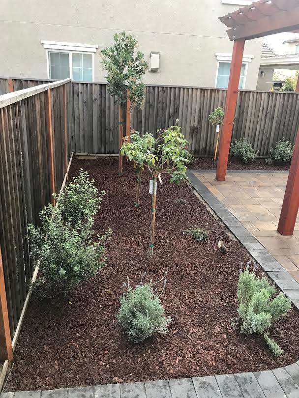 Backyard Patio with Pergola