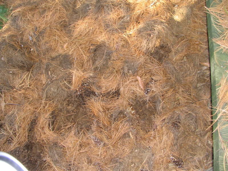 What caused these swirls in fallen pine needles?