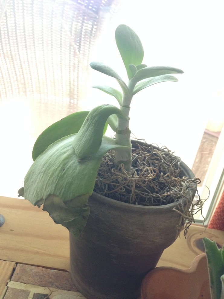 Help!! Dying kalanchoe??