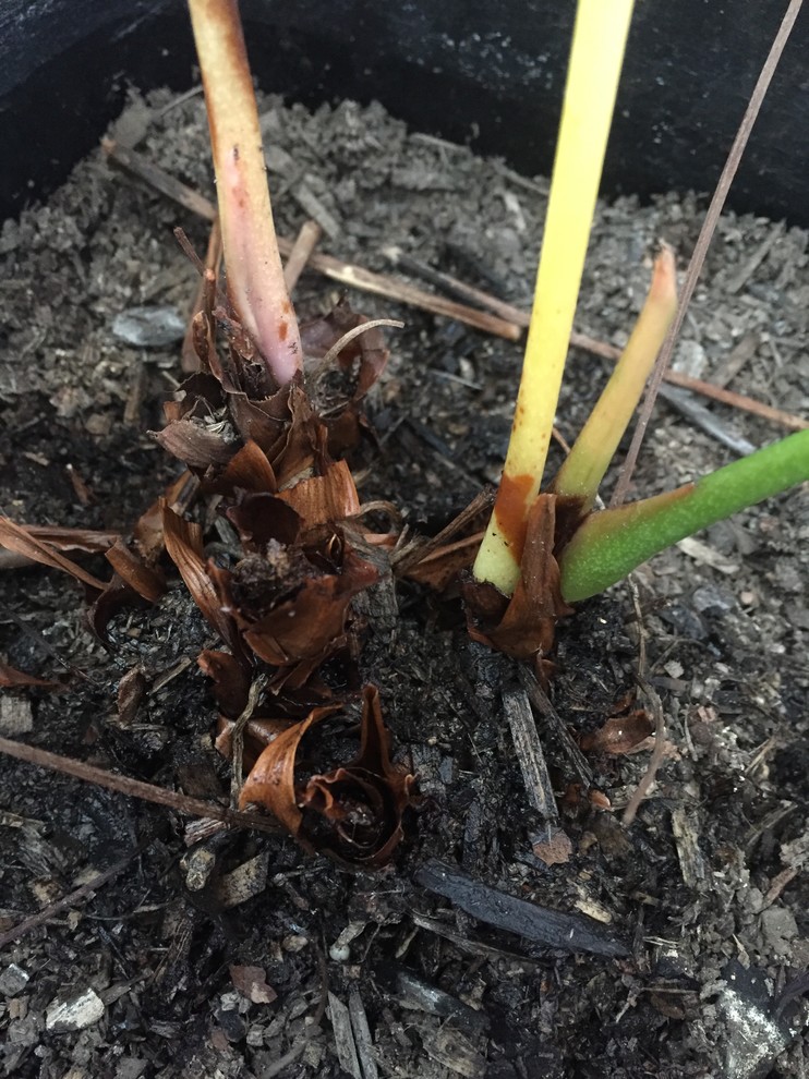 My Anthurium is dying, help!