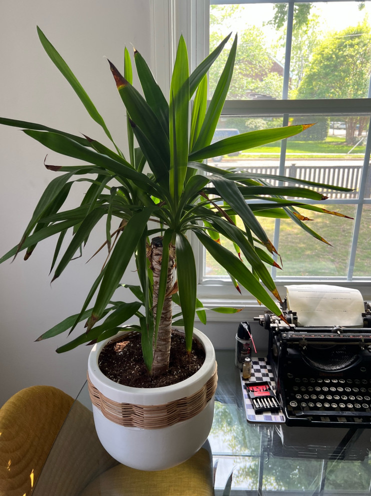 Yucca Plant Brown Leaf Tips