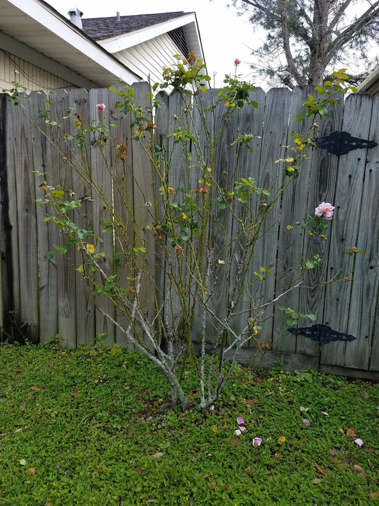 Pruning and caring for neglected rose bush