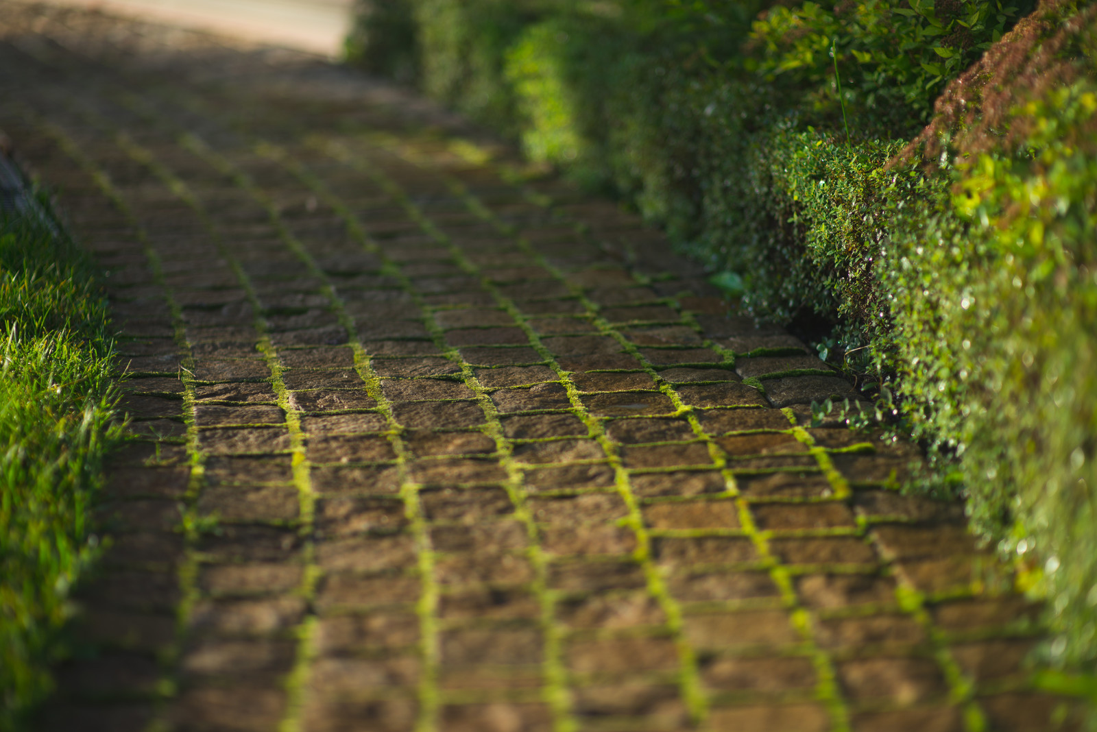 Регулярная классика