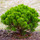 Crecraft For Treecraft Treecraft Tree Care