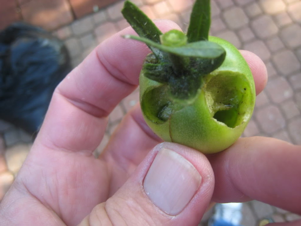 Is this slugs eating my tomatoes?