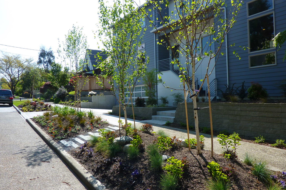 Birch Tree Sidewalk Contemporary Landscape Seattle by Erin Lau