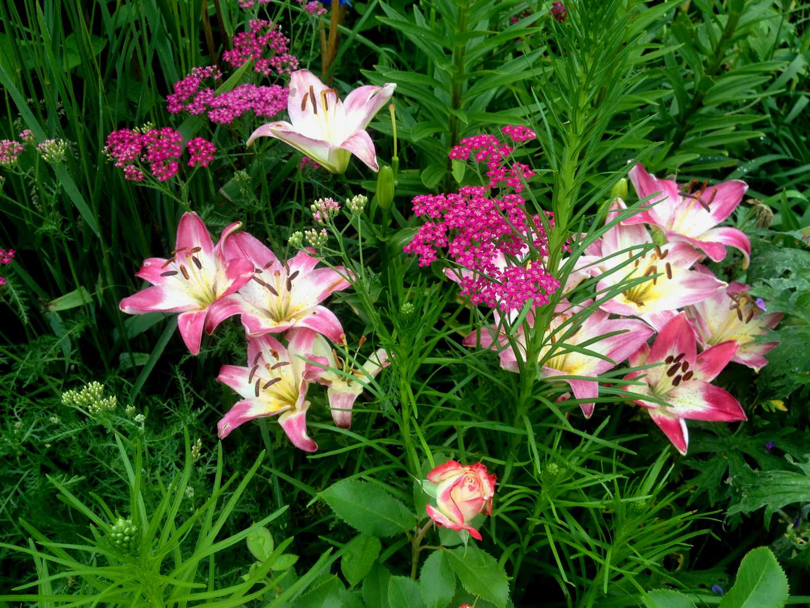 Романтический сад