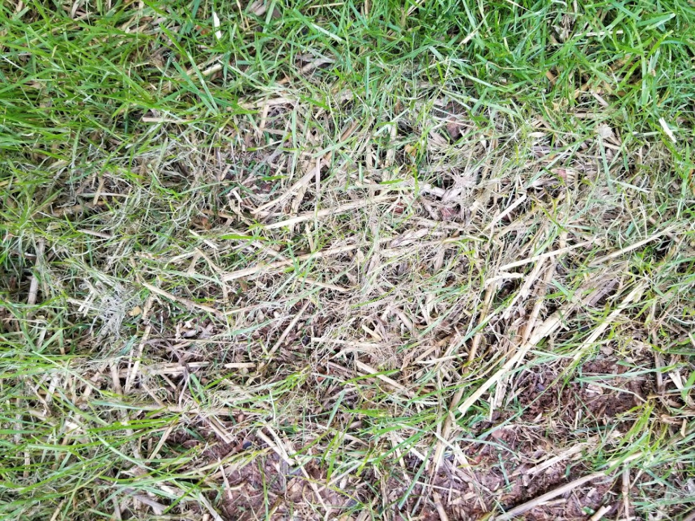 New Fescue Started 8 Weeks Ago Laying Over and Dying