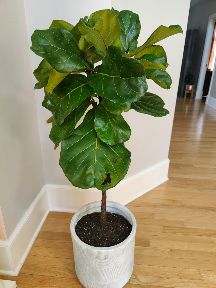 Fiddle leaf fig help