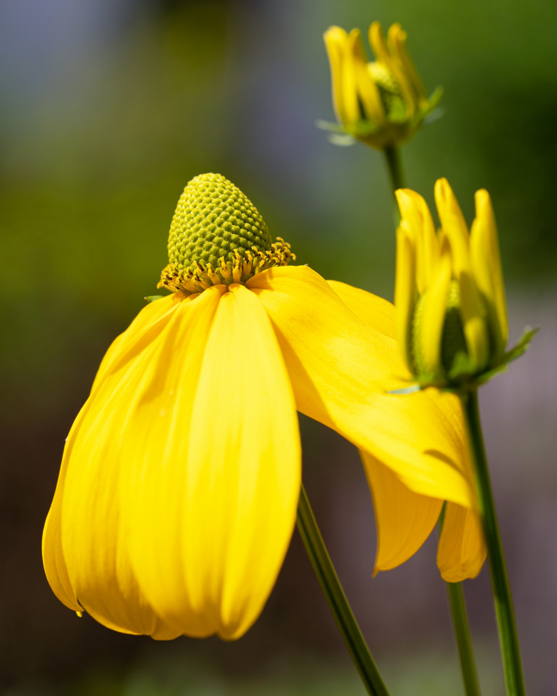 Native plants