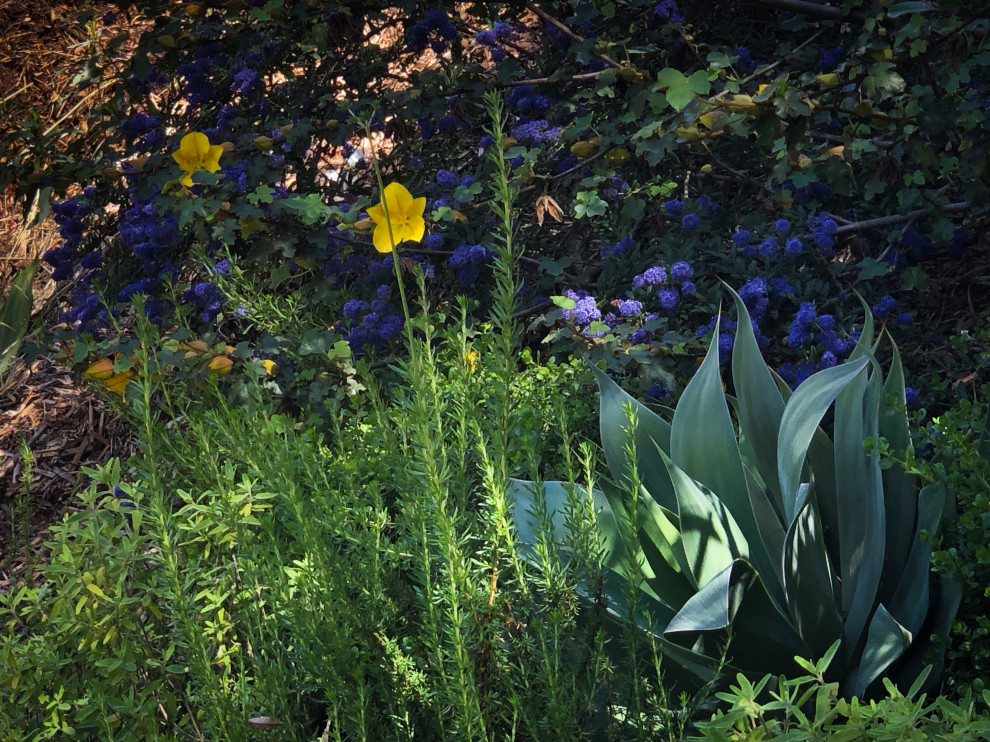 Inspiration pour un grand xéropaysage arrière design au printemps avec un massif de fleurs, une exposition ensoleillée, des pavés en béton et une clôture en bois.