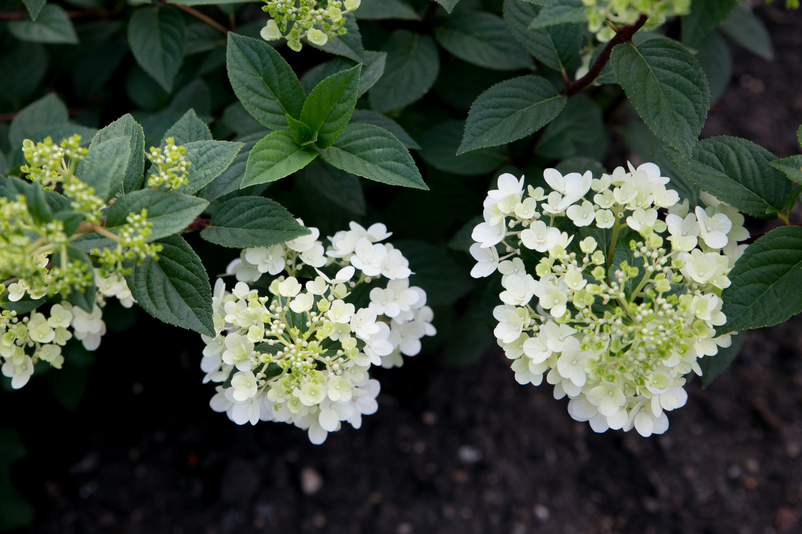 Портреты растений