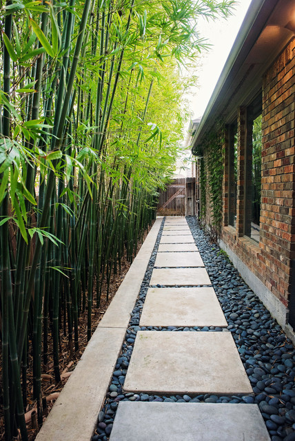 A Guide To Growing The Golden Bamboo, How To Take Care Of Outdoor Bamboo Tree