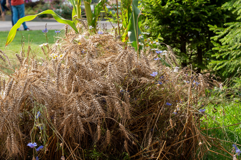 Фотосъемка  "САДЫ и  ЛЮДИ2019"   -  Сад Наследие . ГРАН-ПРИ