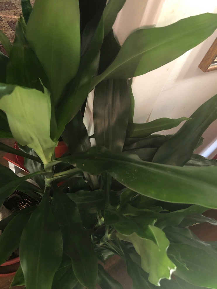 Which Dracaena is this? | Houzz Forum