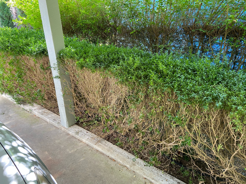 why is my hedge dying