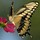 Last commented by annabananaflzone9b