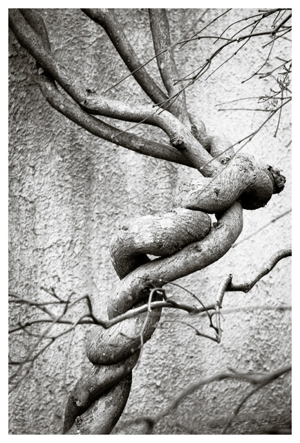 KNOTTED TREE, 20x30 - Contemporary - Prints And Posters - by Kuchi Kuu ...