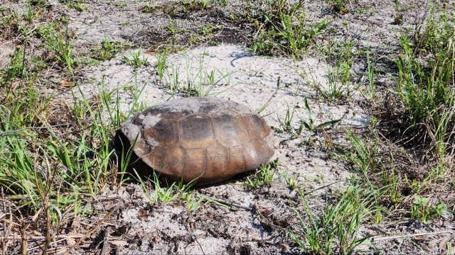 Gopher Tortoise Relocation exotico-jardin