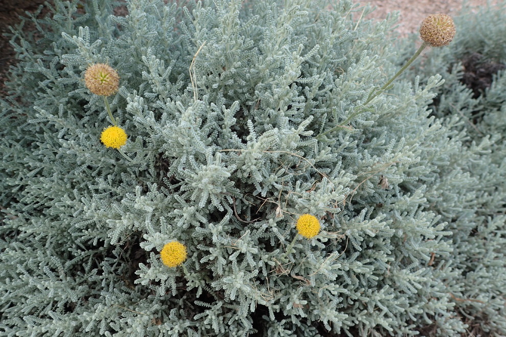 Yellow Flower Balls & Pale Green Foliage?