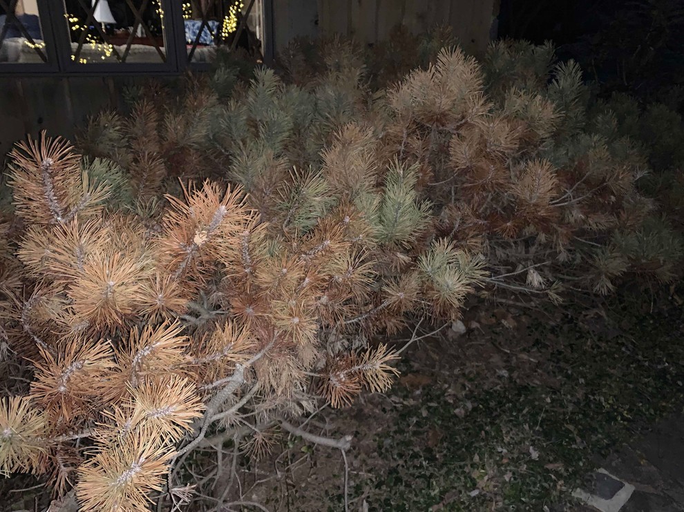 Help with quickly browning of mugo pines