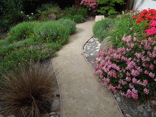 Colorful, Drought Tolerant, Low Maintenance Frontyard and no more lawn