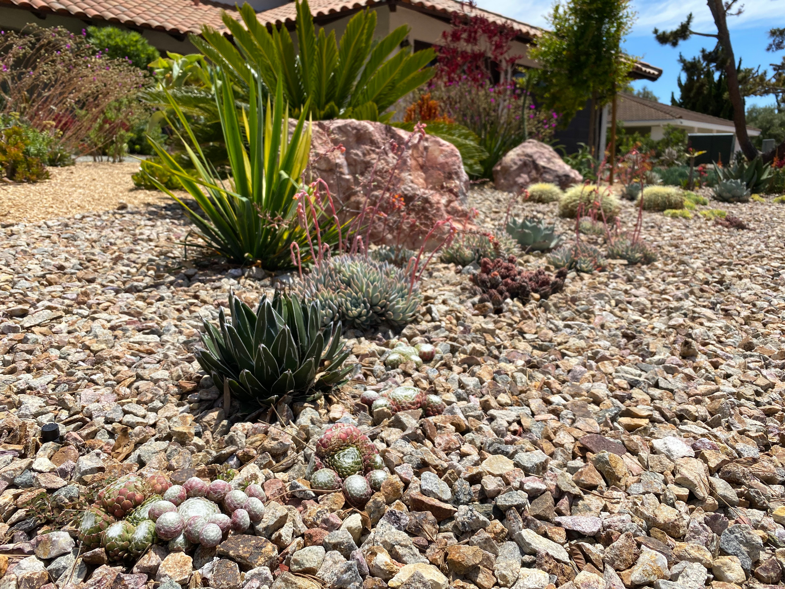 Rancho Palos Verdes, CA - Regenerative California Native Garden