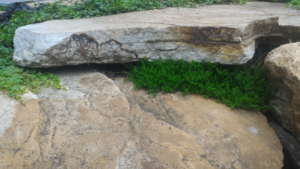 Неприхотливые почвопокровные