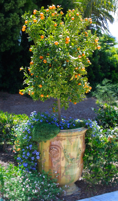 Dwarf Citrus Trees Offer Miniature Size With Maximum Flavor