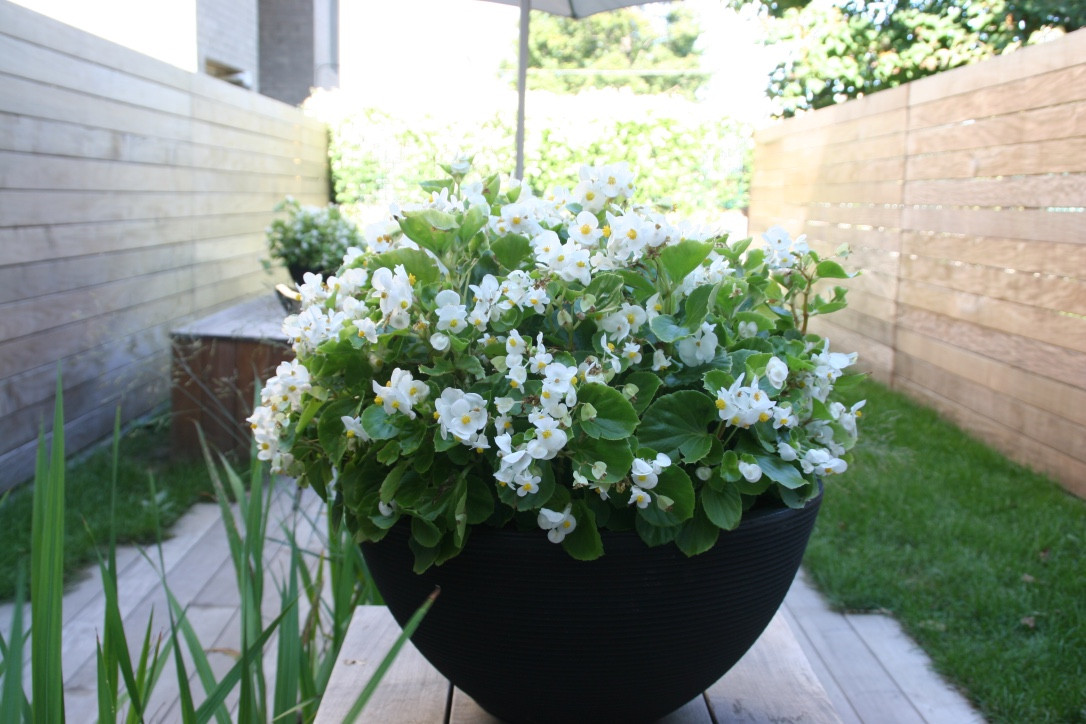 Narrow Townhouse Garden