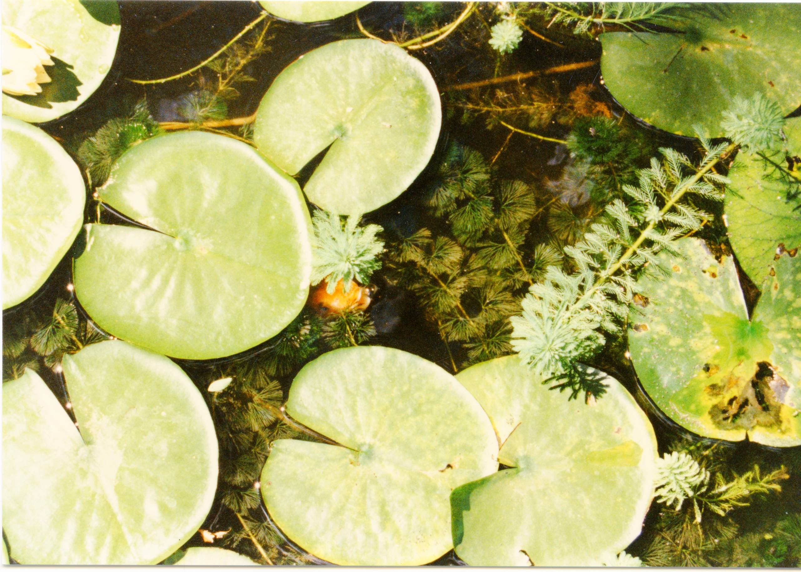 Eikenberry Residence