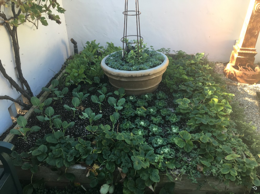 Photo of a mid-sized traditional full sun backyard gravel landscaping in Santa Barbara for spring.