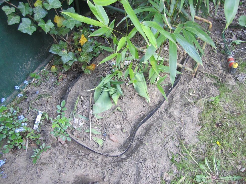 Bambusgras im Garten: Tipps und Ideen