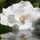 msgardenia