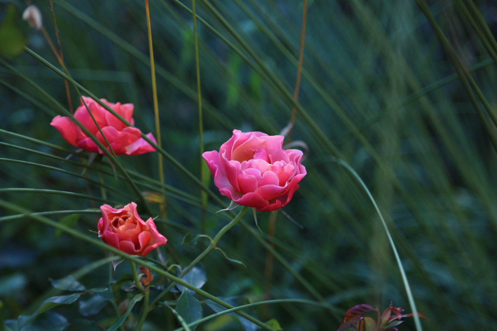 Розарии в садах NB-GARDEN