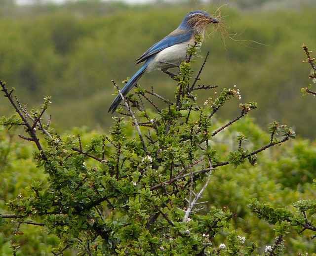 Backyard Birds: Meet Some Clever and Curious Jays