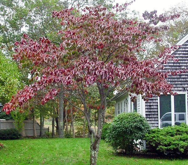 Design ideas for a transitional landscaping in Boston.
