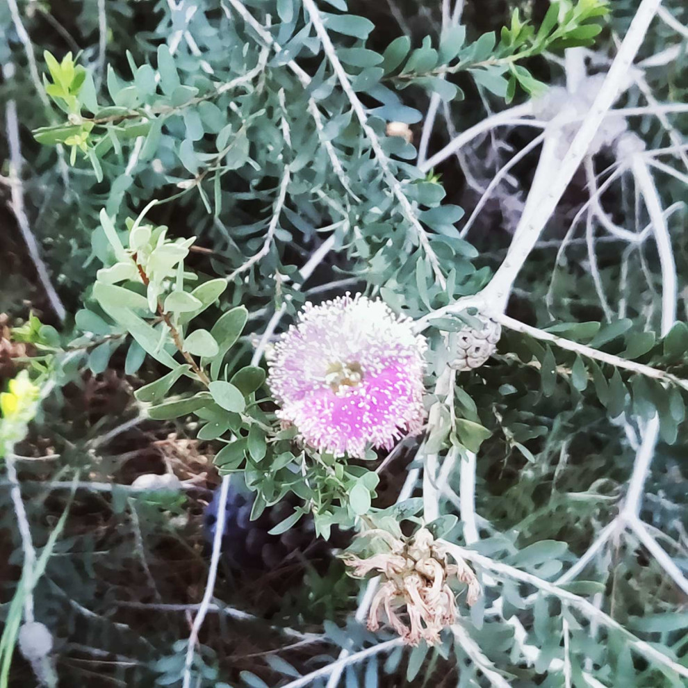 What is this large bush with pompom like flowers?
