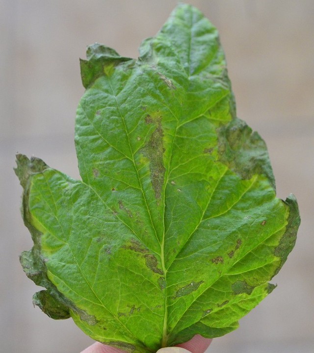 Raspberry Decay Please help me with raspberry disease | Houzz Forum