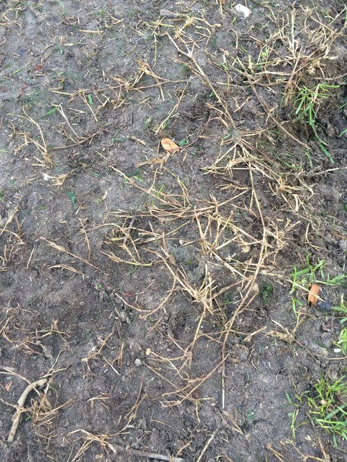 Does Bermuda grass do this during the winter