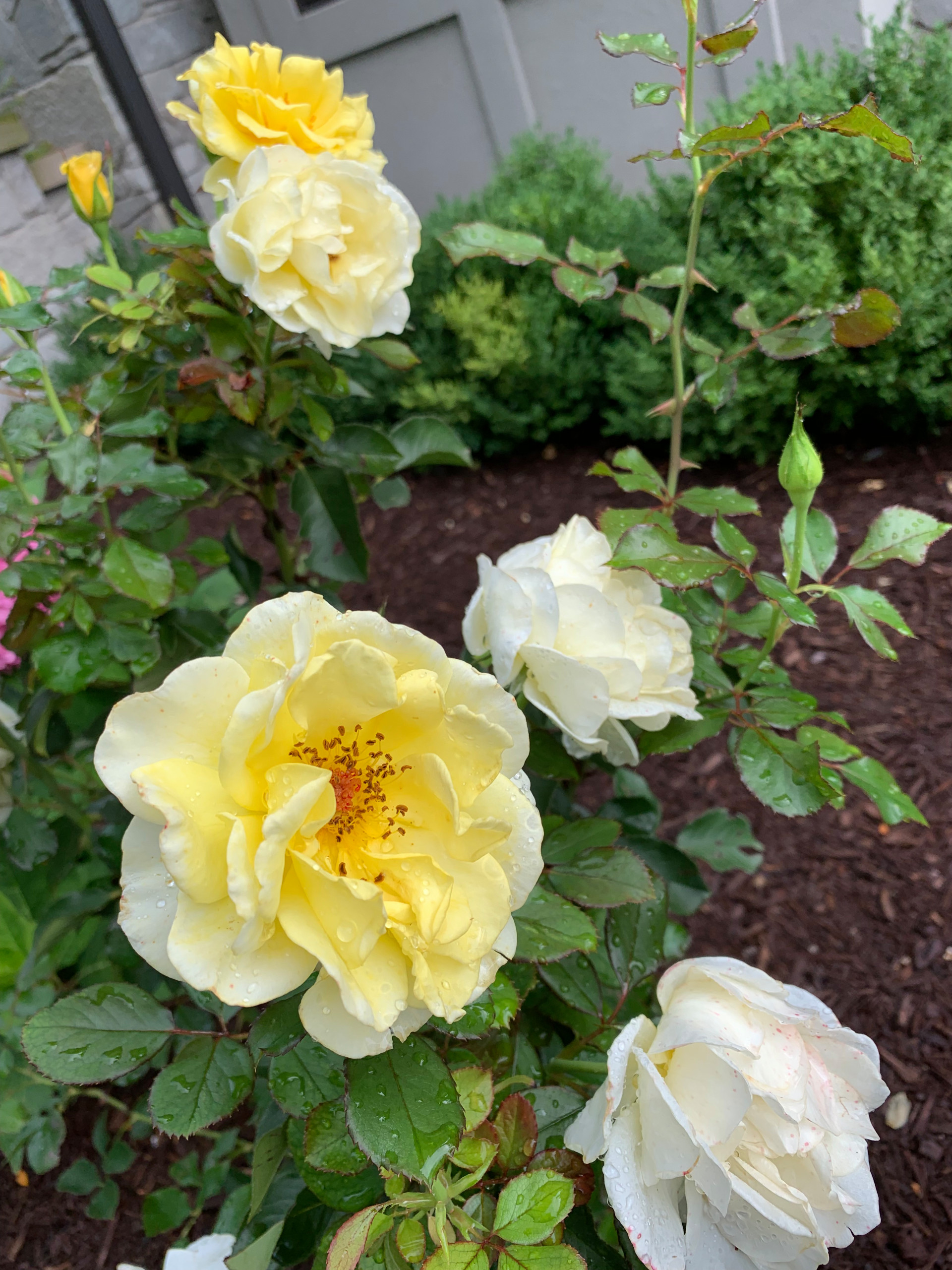 Sunny Knock Out Rose