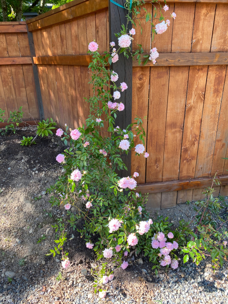 Finally some roses....