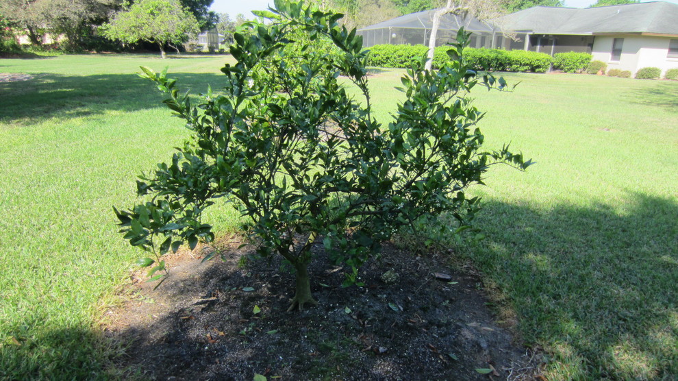 How often to water Citrus trees...