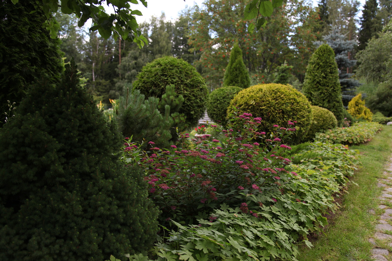 Стриженые формы в саду и герань садовая