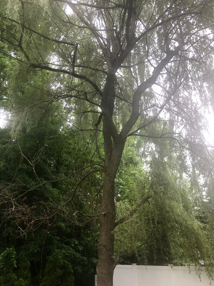 Dead branches on weeping willow