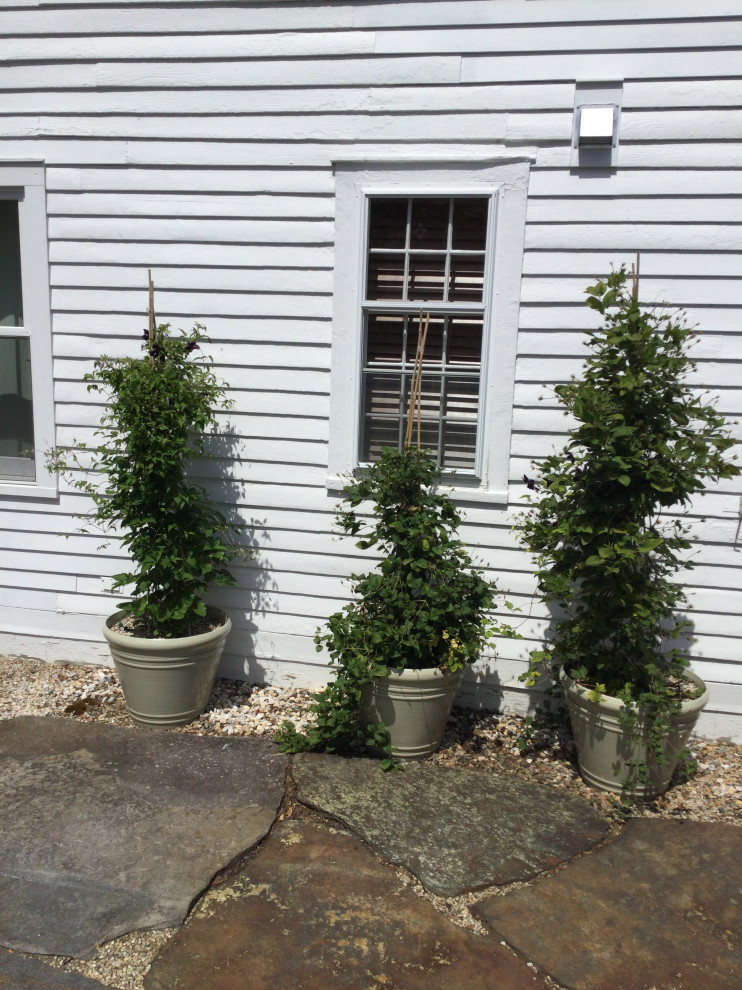 Cut back group 3 clematis mid season to rebloom?