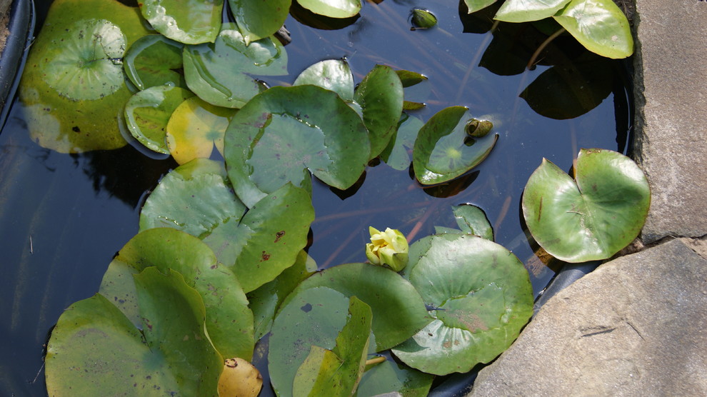 Звенигород