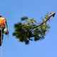 C&D STUMP & TREE REMOVAL